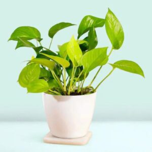 Money Plant