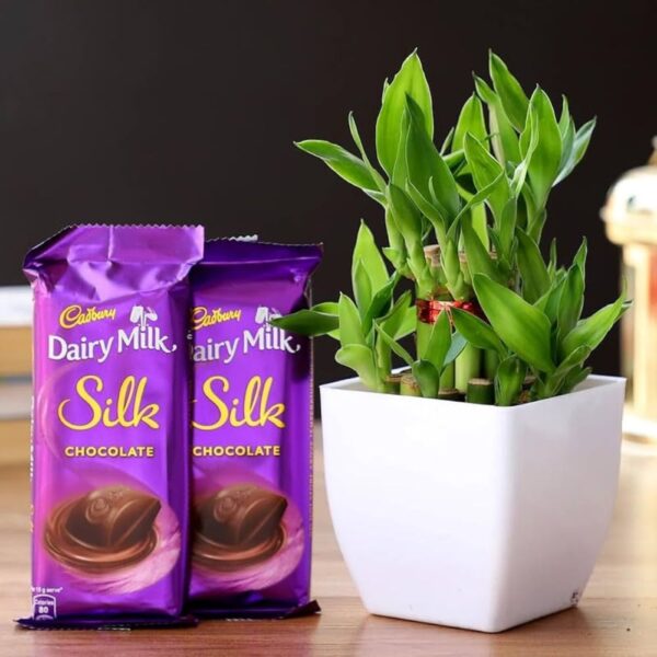 Two Layer Bamboo Plant & Dairy Milk Silk Chocolate Combo