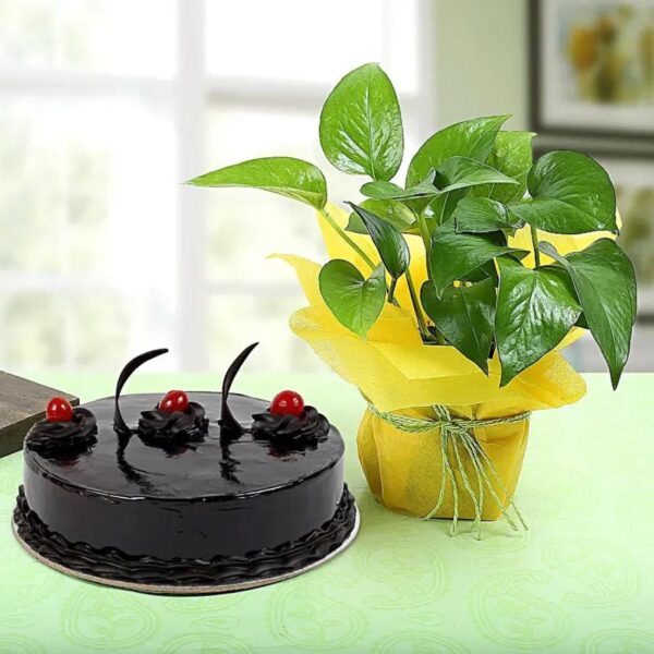 Eggless Truffle Cake N Money Plant