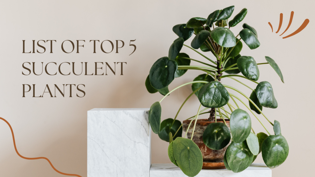 List of Top 5 Succulent Plants_Water Storing Plants TotalGiftX