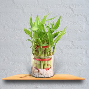 Bamboo Plant Gift- Double Layer Lucky Bamboo Plant