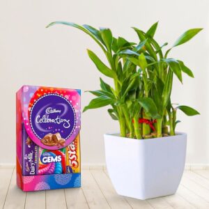 Lucky Bamboo With Small Cadbury Pack