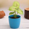 Elegant Syngonium Plant