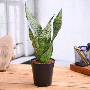 Precious Snake Plant-Snake Plant Care