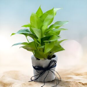 Jute Wrapped Money Plant