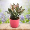 Aglaonema Plant - Beautiful Aglaonema