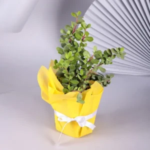 Amazing Jade Plant