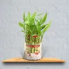 Double Layer Lucky Bamboo Plant