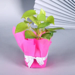 Pleasing Money Plant