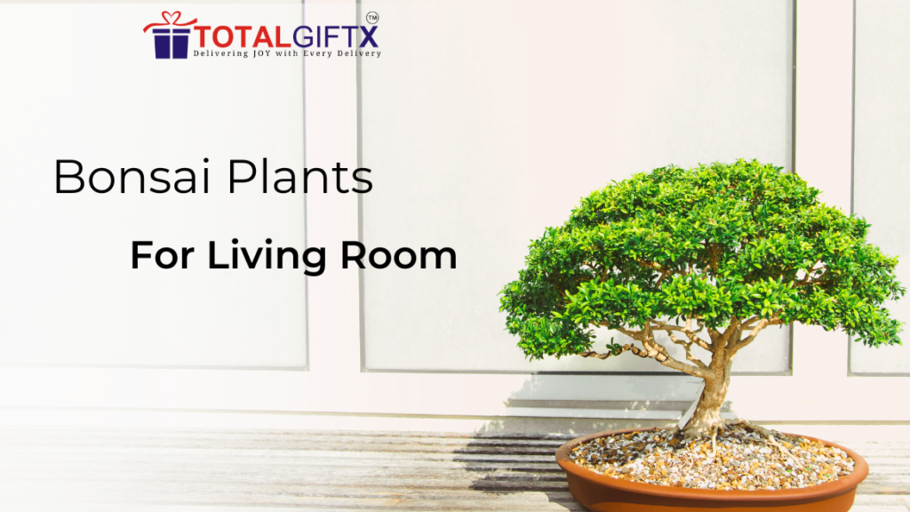 Indoor plant gifts