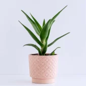 Plant_TotalGiftX